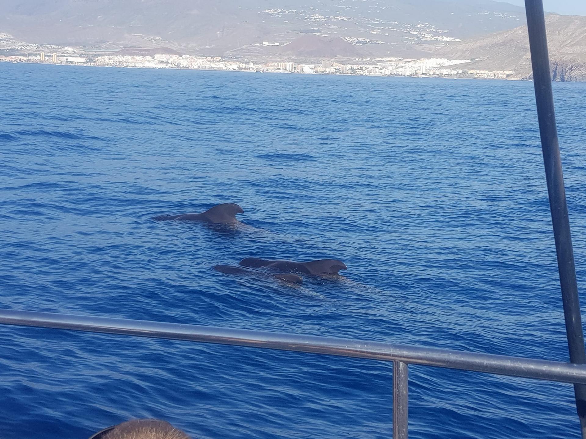 Tenerife bateau 19