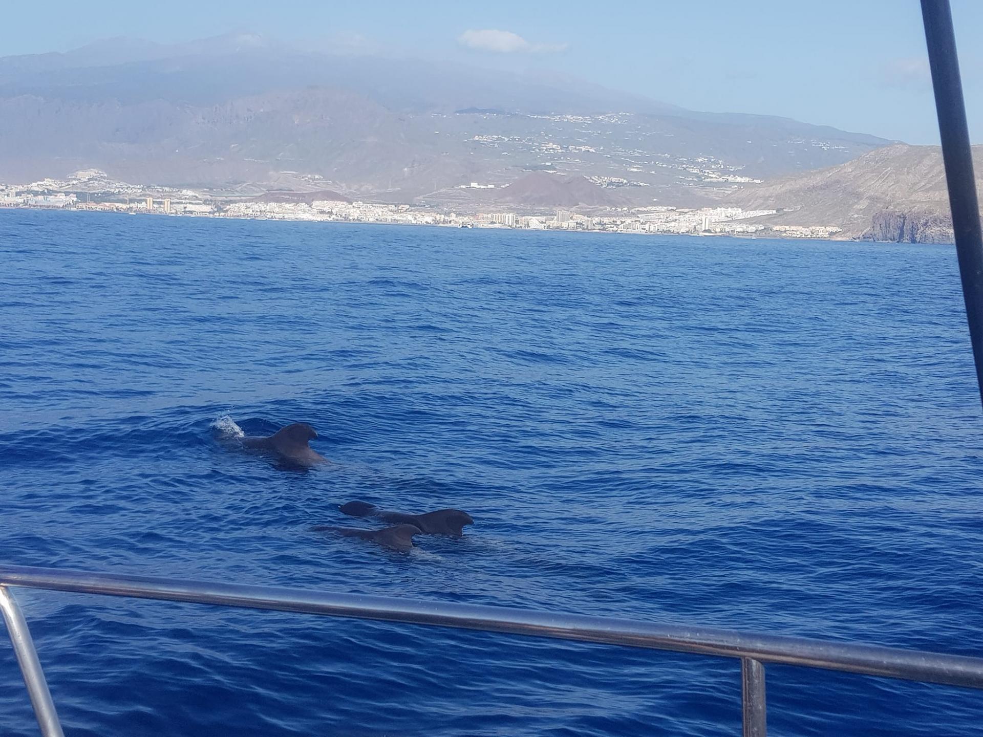 Tenerife bateau 20